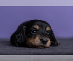 Small Photo #22 Dachshund Puppy For Sale in CROWLEY, TX, USA