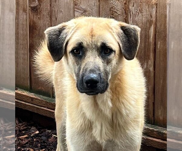 Medium Photo #2 Anatolian Shepherd-Great Pyrenees Mix Puppy For Sale in Sequim, WA, USA