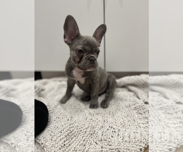 Medium Photo #6 French Bulldog Puppy For Sale in CANYON COUNTRY, CA, USA