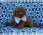 Small Photo #4 Cavapoo-Poodle (Miniature) Mix Puppy For Sale in LAKELAND, FL, USA