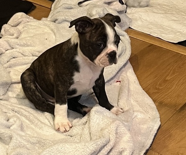 Medium Photo #12 Boston Terrier Puppy For Sale in BURLESON, TX, USA