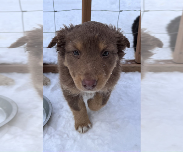 Medium Photo #4 Australian Shepherd Puppy For Sale in SPRINGDALE, WA, USA