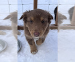 Small Photo #4 Australian Shepherd Puppy For Sale in SPRINGDALE, WA, USA