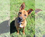 Small American Pit Bull Terrier-German Shepherd Dog Mix