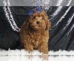 Puppy Bunches AKC Poodle (Toy)
