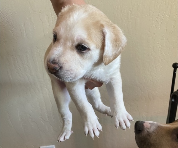 Medium Photo #5 Labrador Retriever-Mutt Mix Puppy For Sale in BAKERSFIELD, CA, USA
