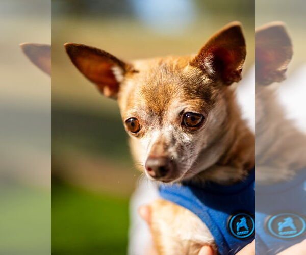 Medium Photo #2 Chihuahua Puppy For Sale in oakland, FL, USA