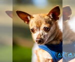 Small #1 Chihuahua