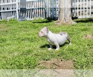American Bully Puppy for sale in BEAUMONT, CA, USA