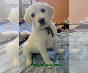 Great Pyrenees-Unknown Mix Dogs for adoption in Aurora, IN, USA