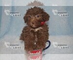Small Photo #3 Aussiedoodle Puppy For Sale in SANGER, TX, USA