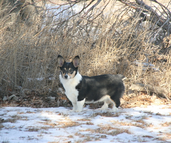 Medium Photo #1 Corgi-Aussie Puppy For Sale in FAIRVIEW, SD, USA