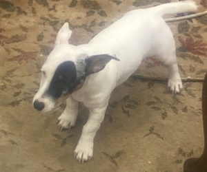 Jack Russell Terrier Puppy for sale in JACKSONVILLE, FL, USA