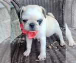 Small Photo #3 Pug Puppy For Sale in NILES, MI, USA