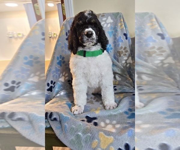 Medium Photo #1 Poodle (Standard) Puppy For Sale in HAVANA, IL, USA