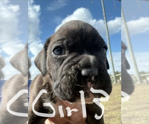 Boxer Puppy for sale in BONIFAY, FL, USA