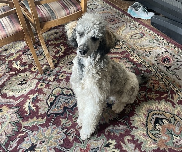 Medium Photo #1 Poodle (Standard) Puppy For Sale in CRAIG, NE, USA
