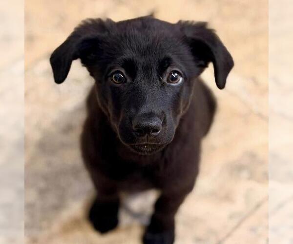 Medium Photo #8 Labrador Retriever-Unknown Mix Puppy For Sale in San Diego, CA, USA