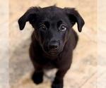 Small #7 Labrador Retriever Mix