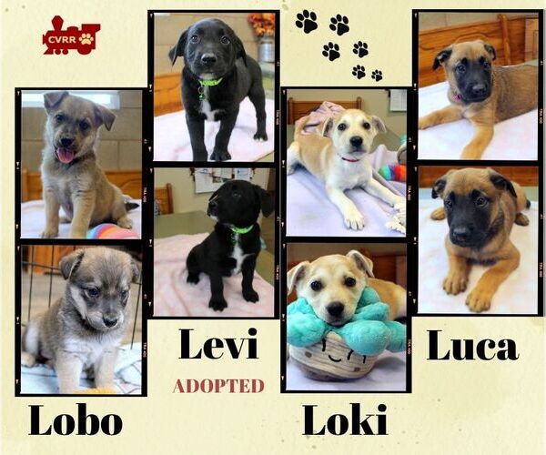 Medium Photo #3 Retriever -Unknown Mix Puppy For Sale in Lindsay, CA, USA