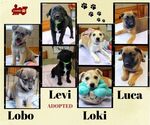 Small #2 Retriever  Mix
