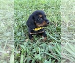 Puppy Yellow collar Dachshund