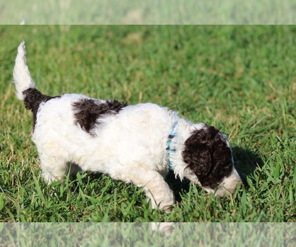 Medium Photo #43 Goldendoodle Puppy For Sale in HOWARD CITY, MI, USA
