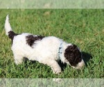 Small Photo #43 Goldendoodle Puppy For Sale in HOWARD CITY, MI, USA