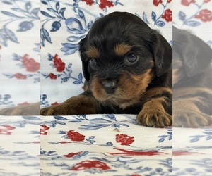 Cavalier King Charles Spaniel Puppy for Sale in MELROSE, Florida USA