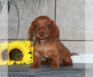 Dachshund Puppy for sale in ANDOVER, OH, USA