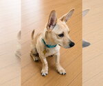 Small #5 Chiweenie