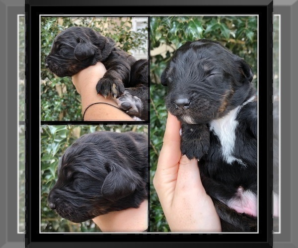Medium Photo #9 Bernedoodle Puppy For Sale in OVERLAND PARK, KS, USA