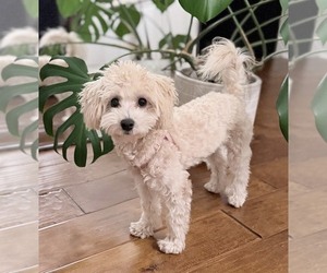 Maltipoo (Toy) Puppy for sale in MISSION VIEJO, CA, USA