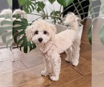 Toffee - Female Maltipoo (Toy) Puppy for Sale - Small photo