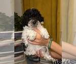 Small Photo #4 Maltipoo Puppy For Sale in RICHMOND, CA, USA