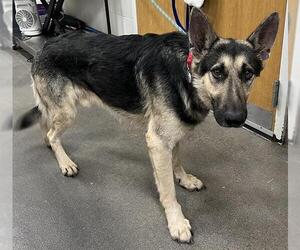 German Shepherd Dog Dogs for adoption in Forestville, MD, USA