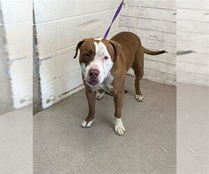 American Pit Bull Terrier Dogs for adoption in San Bernardino, CA, USA
