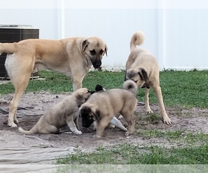 Anatolian Shepherd Puppy for sale in HOLIDAY, FL, USA