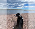 Small Photo #7 Border Collie-Unknown Mix Puppy For Sale in Crystal, MN, USA
