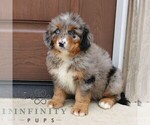 Small #1 Bernedoodle