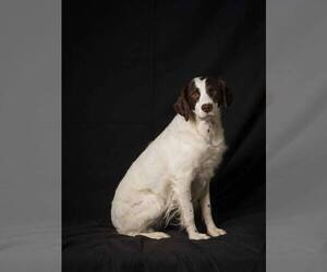 Brittany Dogs for adoption in Curwensville, PA, USA