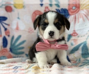 Pembroke Welsh Corgi Puppy for sale in LANCASTER, PA, USA