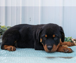 Small #1 Rottweiler