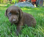 Small Photo #3 Labrador Retriever Puppy For Sale in SEDALIA, MO, USA