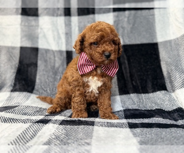 Medium Photo #4 Goldendoodle (Miniature) Puppy For Sale in LAKELAND, FL, USA