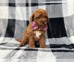 Small #3 Goldendoodle (Miniature)