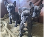 Small Photo #8 French Bulldog Puppy For Sale in GUILFORD, ME, USA