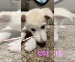 Small Photo #22 German Shepherd Dog-Goberian Mix Puppy For Sale in OMAHA, NE, USA