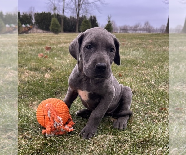 Medium Photo #4 Great Dane Puppy For Sale in MIDDLEBURY, IN, USA