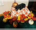 Small #2 Pembroke Welsh Corgi